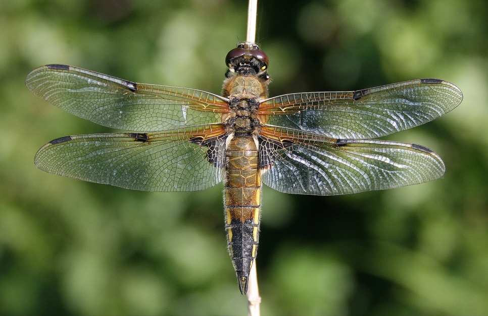 London Wetland Centre: A Captivating Dragonfly Hotspot